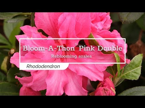 30 Seconds With Bloom A Thon Pink Double Reblooming Azalea Youtube