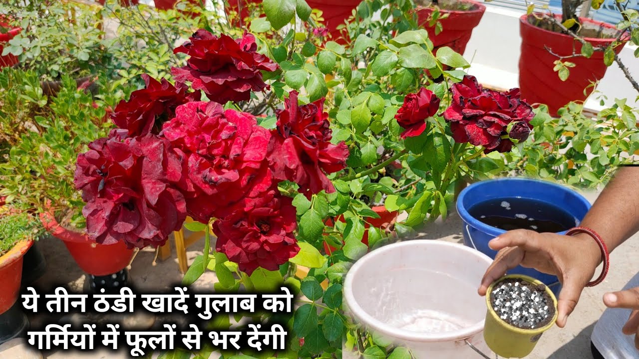 ये तीन ठंडी खादें गुलाब को गर्मियों में भी फूलों से भर देंगी || Rose