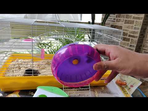 How to keep hamsters | Hamster Setup | Cage | Flora And Fauna