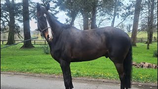 10 year old 17.2hh gelding