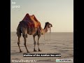 The Great Rann of Kutch, Gujarat, India. Behold the world through the lens of an AI! #travel