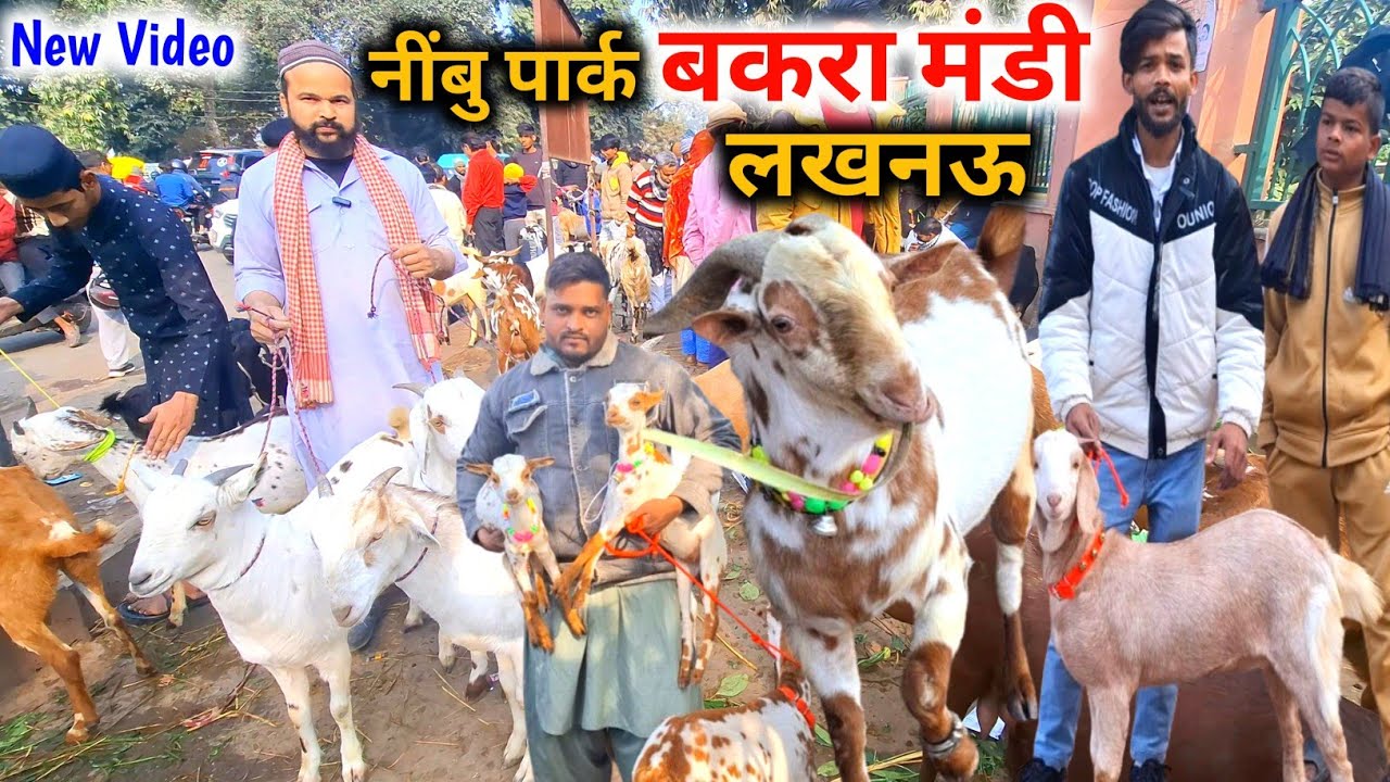 08 Feb 26 लखनऊ नींबु पार्क बकरा मंडी |Lucknow goat market |Nimbu Park Bakra mandi Lucknow up