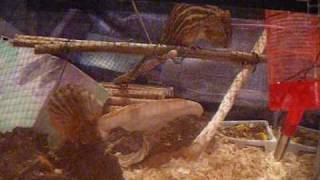 Striped Gr Mice Mating