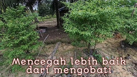 Lakukan Pencegahan Penyakit Antraknosa Pada Tanaman Cabai Rawit Anda Dengan Cara Ini