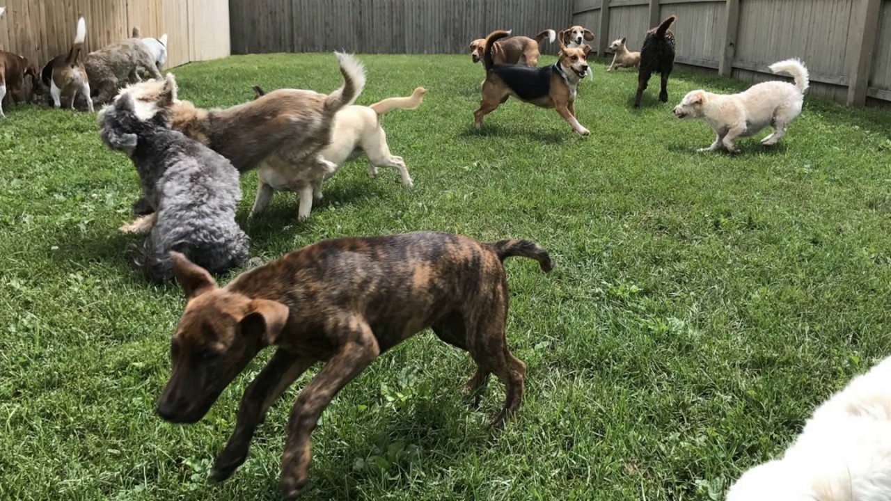 Fast Friends Doggy Daycare July 28, 2017 YouTube