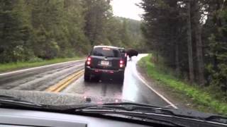 Yellowstone bison gone mad!