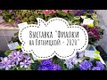 Полный обзор выставки "Фиалки на Пятницкой - 2020". Более 450 фиалок и других растений. 25.09.20.