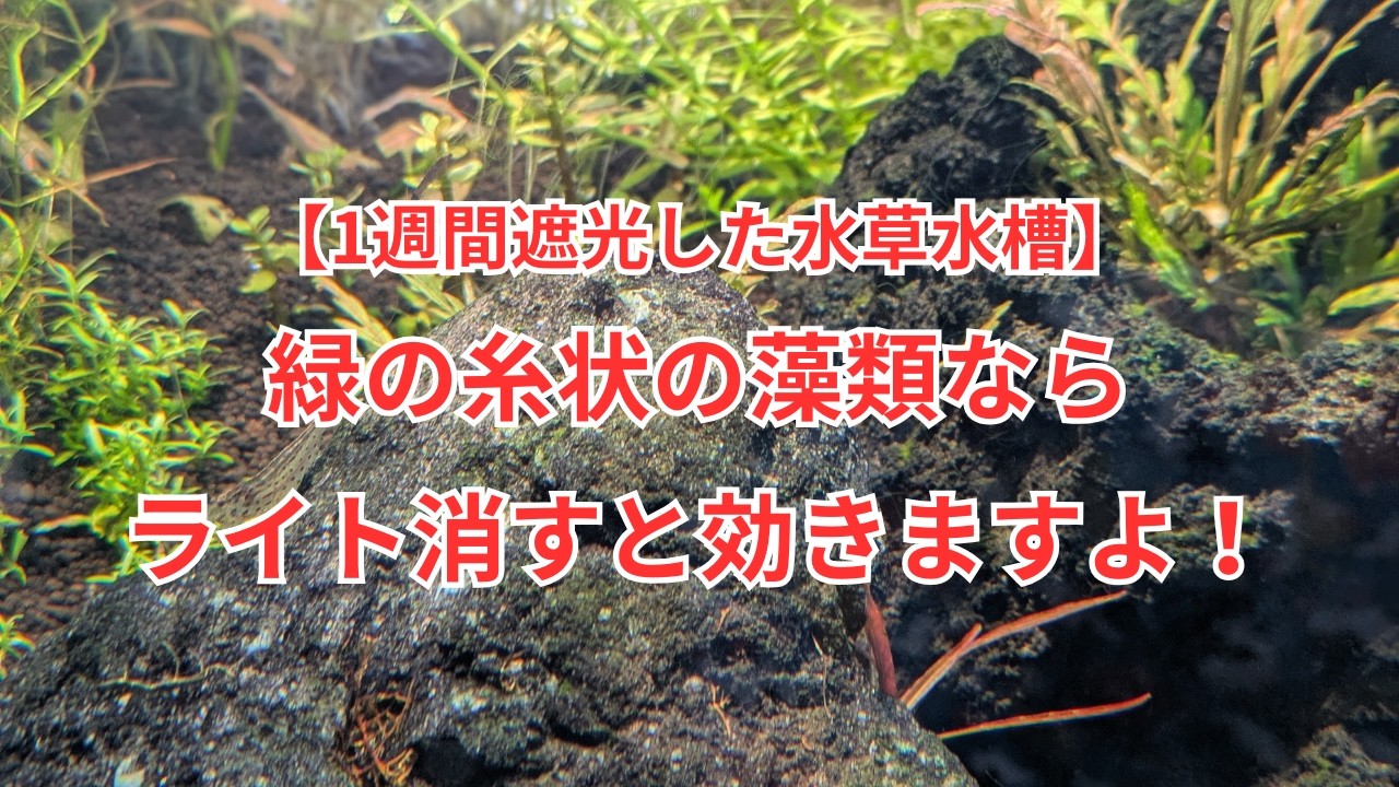 緑色の糸状藻類対策で1週間遮光した水槽の様子をご紹介します！