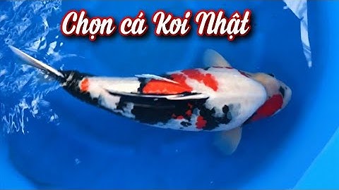 Cách lựa chọn một chú cá koi nhật nói chung cho các bạn bắt đầu chơi cá koi