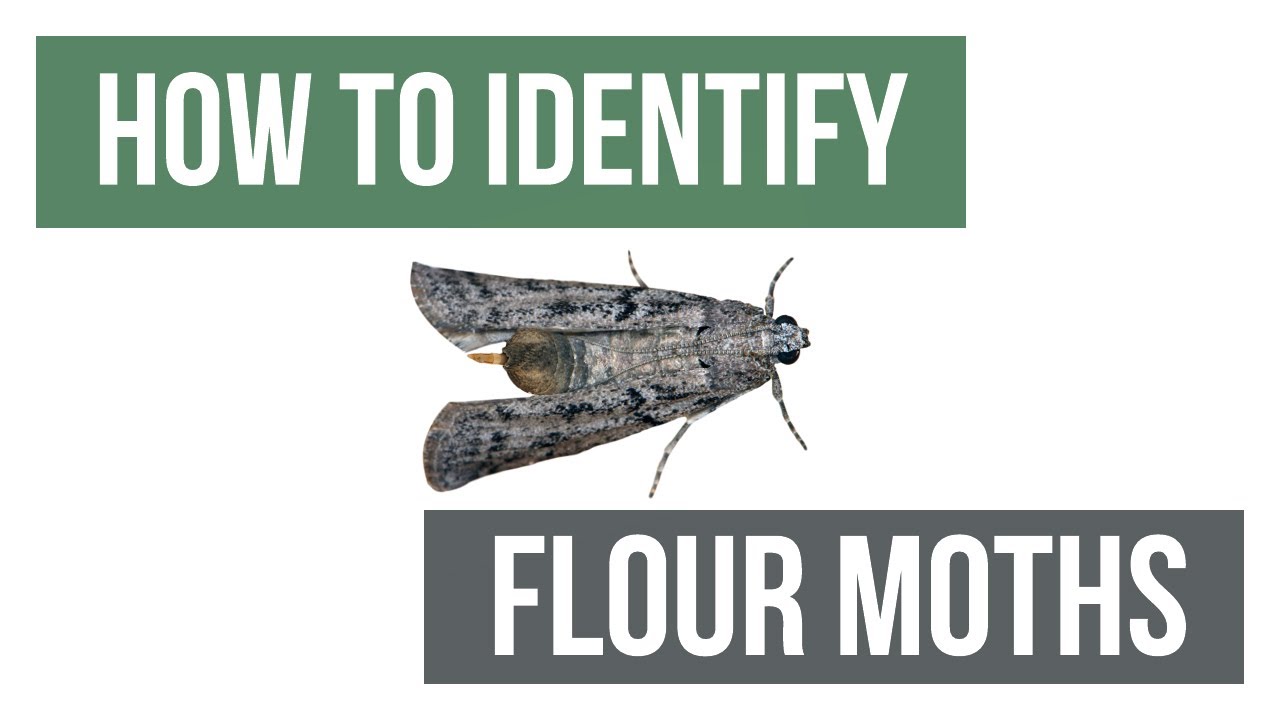 How to Get Rid of Flour Moths (4 Easy Steps) 