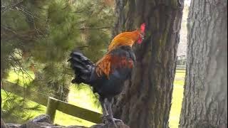THE SOUND OF THE ROOSTER CROWING - ROOSTER CROWING SOUND EFFECT