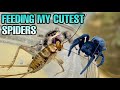 BLUEBERRY IS BACK! Feeding my CUTEST PET SPIDERS! Jumping & Velvet Spiders!