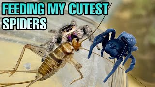 BLUEBERRY IS BACK! Feeding my CUTEST PET SPIDERS! Jumping & Velvet Spiders!