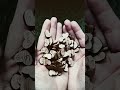 ASMR Mini Hearts🫶 #asmr #satisfying #heart #asmrsounds #shortvideo #shortasmr #relaxingsounds #short