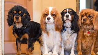 Celebrating Success A Cavalier King Charles Spaniel Graduates from Puppy School