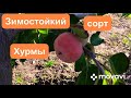 ХУРМА зимостойкая. Брейси-2,Сосновская,Говерла у нас на участке. Запорожье/Persimmon