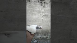 CUTE BHI  ATTITUDE BHI #pigeon #searchfeed #kabootar #attitudestatus