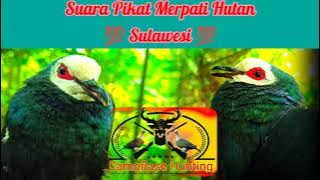 Suara pikat burung Merpati Hutan💯 Sulawesi💯#berburu#camoflauga#hunting#camoflase@Camoflase Hunting