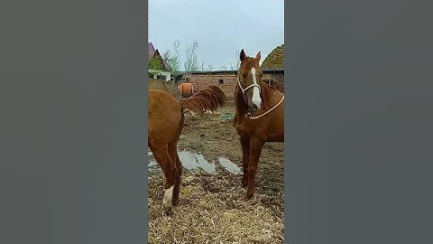 This handsome horse is preparing for his work​​ ep104