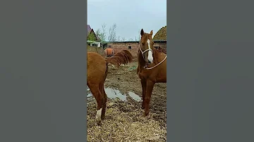 This Handsome Horse Is Preparing For His Work Ep104 