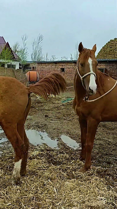 This handsome horse is preparing for his work​​ ep104