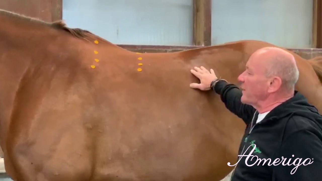 Amerigo HC Jumping Saddle _ English