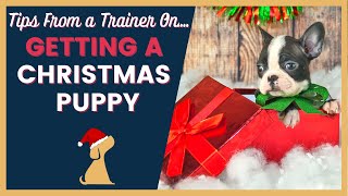 Christmas Puppy Buying and Surprising Tips by How To Train A Dream Dog 2 months ago 11 minutes, 47 seconds 4,341 views