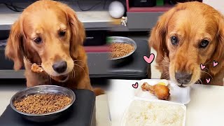 Funny Dog | Sensible dog gives chicken legs to owner to eat#cuihuastory #cute pet #animal