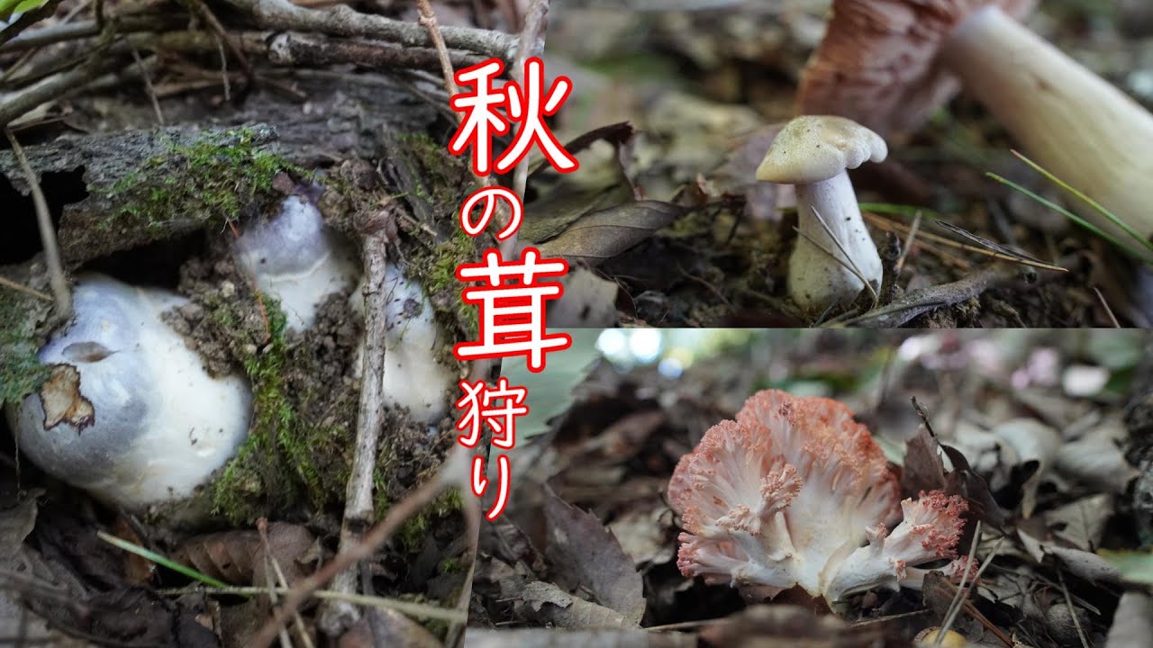 キノコ狩り】2022年10月2日 出会えた🍄3選 よいよ秋本番激戦区は足跡 キノコ狩り】2022年10月2日 出会えた🍄3選 よいよ秋本番激戦区は足跡