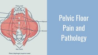 How to Think About Pelvic Floor Pain and Pathology