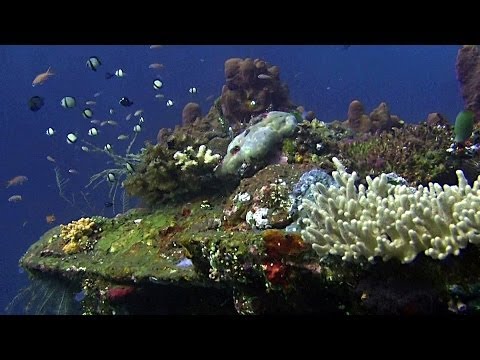 Bali Dive Safari - Amed & Tulamben