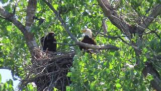 Redding Eagles~Liberty & Hope Checking Something Out