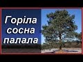 Українські народні пісні. Горіла сосна палала