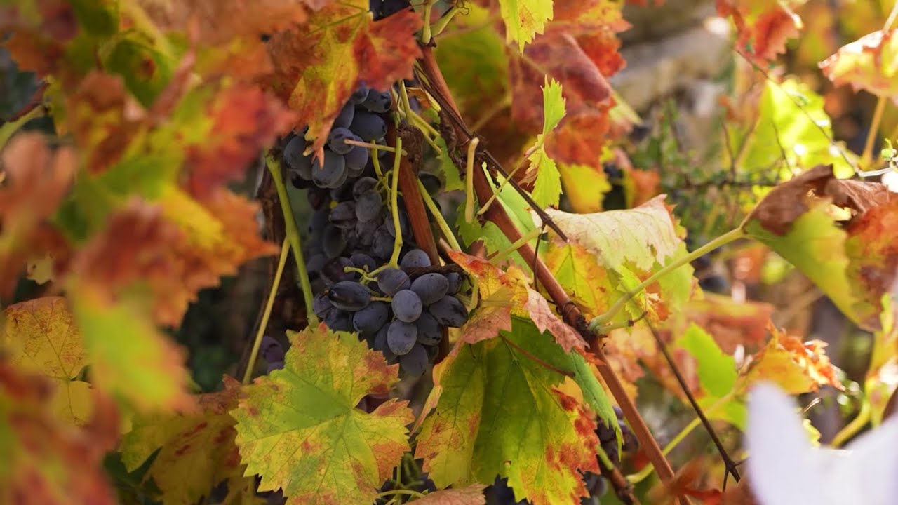 Cantina del Mandrolisai: il vino che racconta la Sardegna | PIC Progetti in Cammino - GAL BMG