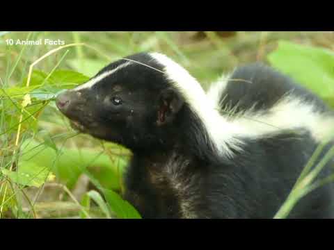 Video: Hvor går skunks om dagen?