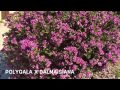 Polygala x dalmaisiana garden center online costa brava  girona