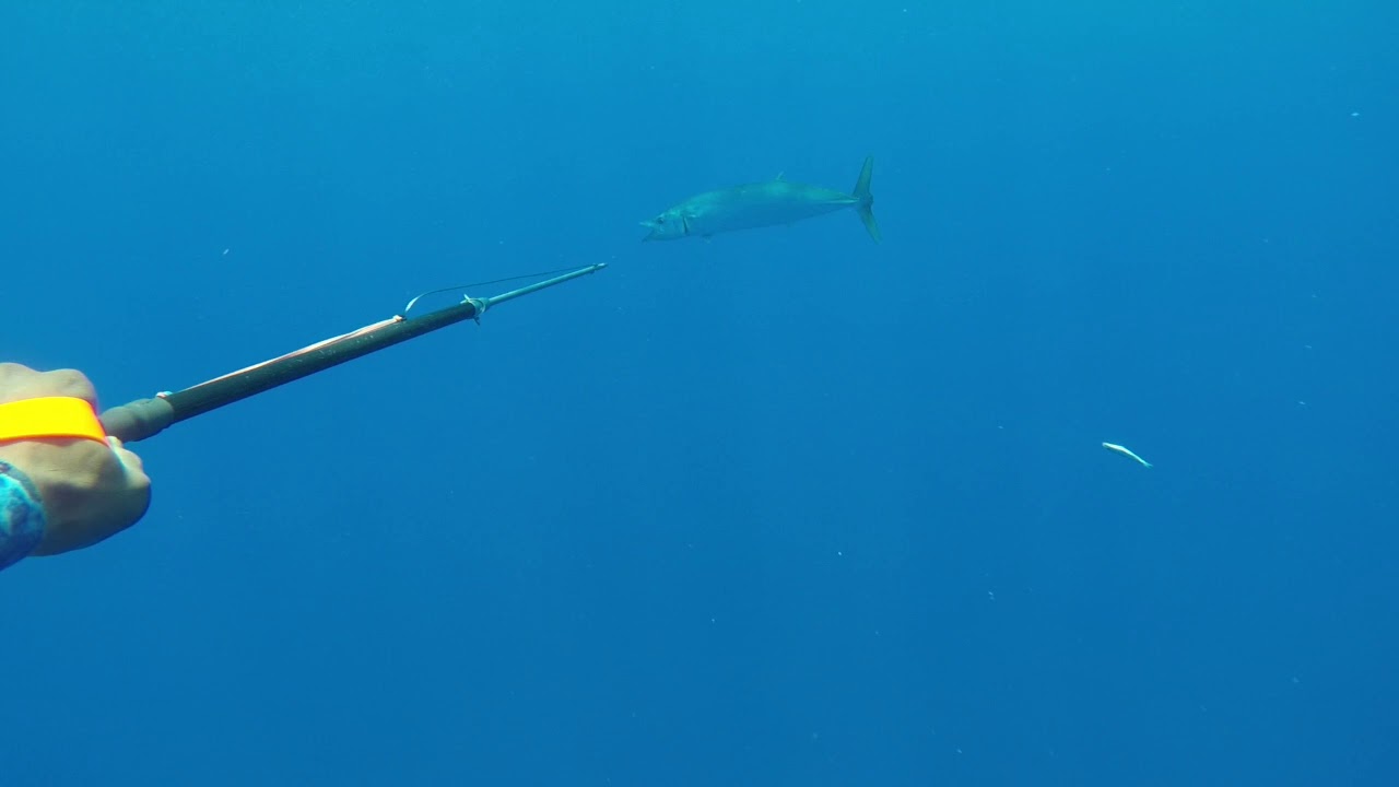 Blue Water Diving - Bahamas  Wahoo on NOMAD Headhunter Pole Spear 