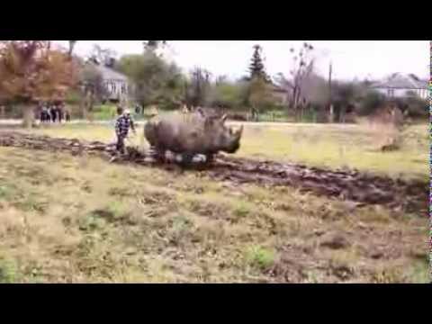 გურიაში მარტორქა უღელში შეაბეს