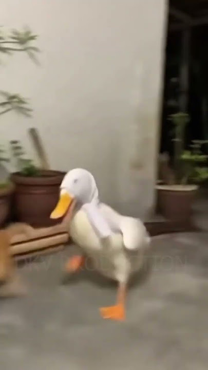 KUNYIT DIBALES BEBEK E GENG'S!! KAPOK!! #cat #viral #funnycat #short