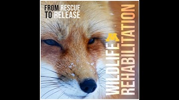 S4E10 Eastern Box Turtles with Debbie Sykes Part 1