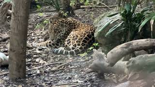 Chester Zoo Jaguar Cleaning Itself