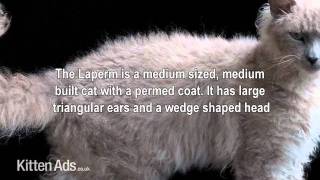 Kittenads breed guide to Laperm Cat