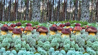 ГРИБНИКИ В НОКАУТЕ ОТ ТАКИХ БОГАТЫХ НАХОДОК! НЕ ОЖИДАЛИ! ЧУДО ЛЕС! КАРЕЛИЯ БЕЛЫЕ ГРИБЫ БОРОВИКИ 2021