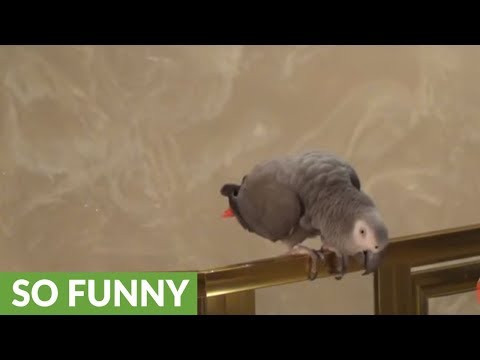 apologetic-parrot-says-"i'm-sorry"-before-flying-away