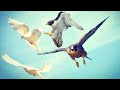 Сокол Сапсан атакует голубей(ЭПИЗОДЫ)Falcon Peregrinus attacks pigeons(EPISODES)