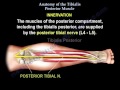Anatomy Of The Tibialis Posterior Muscle - Everything You Need To Know - Dr. Nabil Ebraheim