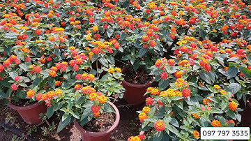 Bán các chậu hoa ngũ sắc TUYỆT ĐẸP đủ màu 0977973535