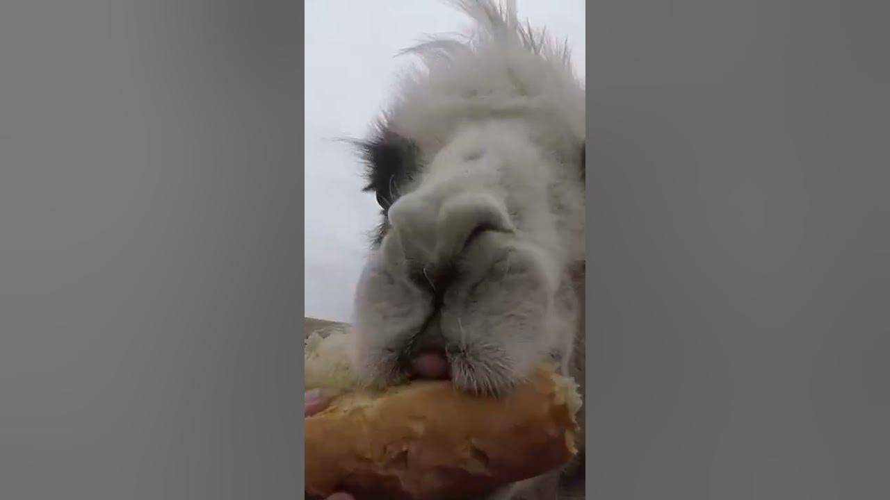 We feed camels in the Altai Republic camel eating bread #Shorts - YouTube