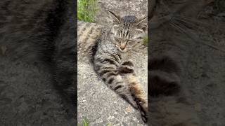 のんびりと穏やか笑顔かわいい猫ニャッツ #Shorts