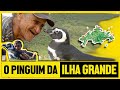 O PINGUIM DA ILHA GRANDE DIN DIN E SEU JOÃO * UMA MAGNÍFICA HISTÓRIA DE AMOR!